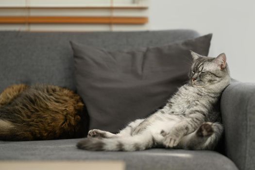 Lazy tabby cats are sleeping on comfortable couch with a funny gesture. Domestic life animals concept