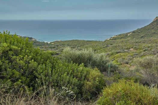 Mediterranean vegetation on the coast of Sardinia