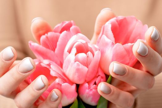 Woman's hands hold pink tulips