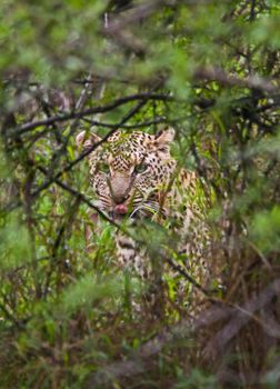 Hiding Leopard (Panthera pardus) 15167