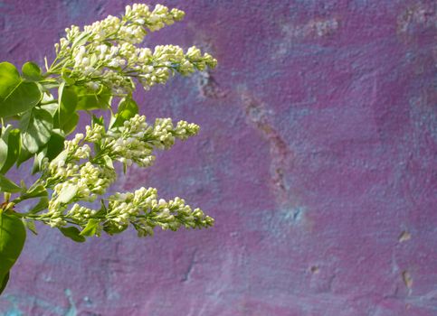 a branch of a blossoming lilac on on a beige and purple background