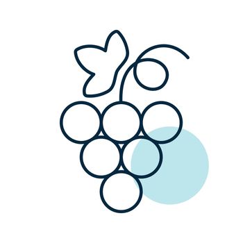 Bunch of grapes with leaf vector icon