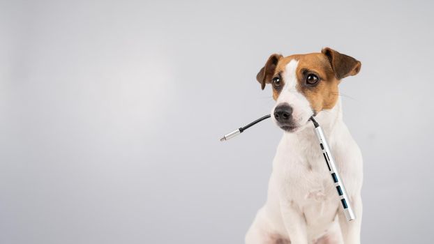 Jack russell terrier dog hold usb in its mouth.