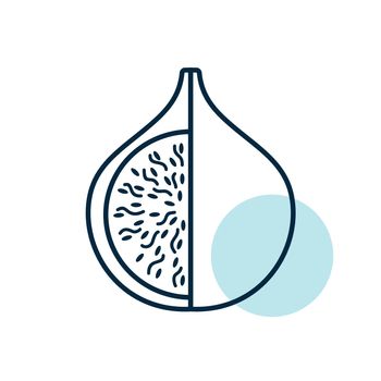 Fig tropical fruit vector icon