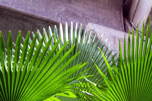 Palm leaf under the high-rise concrete bridge