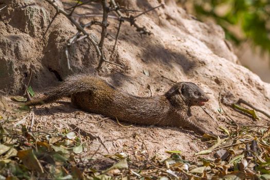 common dwarf mongoose in Kruger National park, South Africa