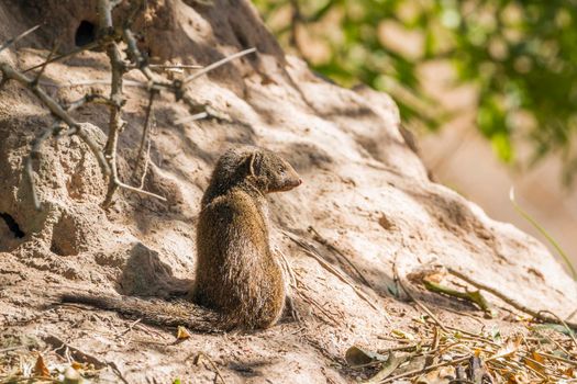common dwarf mongoose in Kruger National park, South Africa
