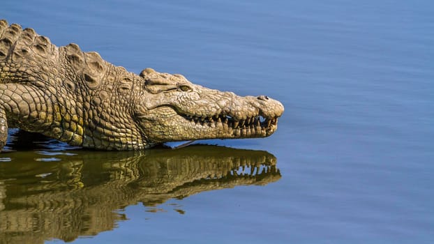 Nile crocodile in Kruger National park, South Africa