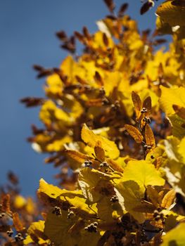 Close-up of yellow leaves against a clear blue sky