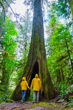 Cathedral Grove park Vancouver Island Canada forest and Douglas trees people in a yellow rain jacket