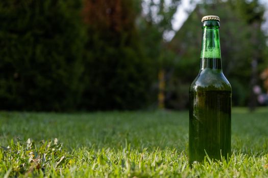 Green glass bottle of beer on the grass