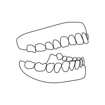 Human jaw with teeth, human mouth model, vector outline illustration