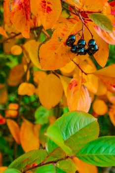 bright autumn background leaves and fruits of chokeberry Bush