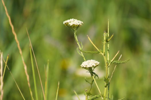Closeup of wild carrot flowers with selective focus on foreground