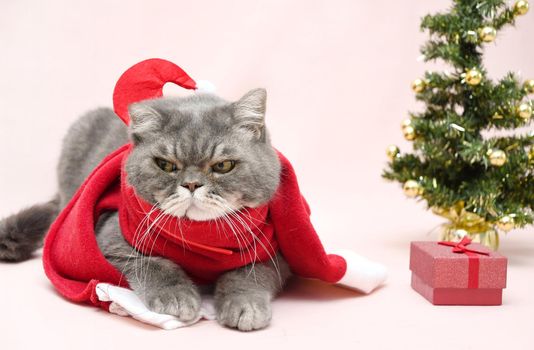 gray sad british cat in a santa costume sits in a basket near the christmas tree