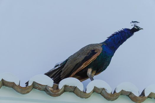 blue peacock perched on a rooftop