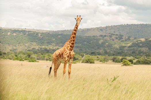 Giraffe standing on a field with dry grass