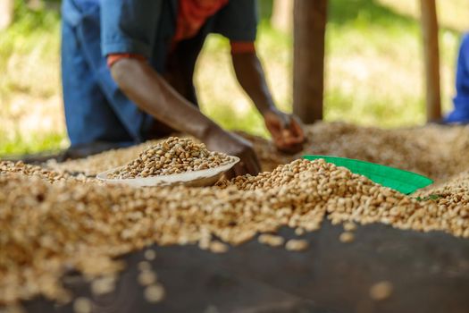 Male worker sorting coffee beans on coffee farm
