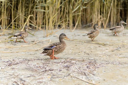 Ducks On The Beach - In The Background Reeds