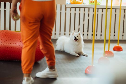 Snow-white dog breed Japanese Spitz training in pet house with trainer