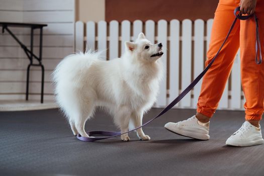 Snow-white dog Japanese Spitz breed is training in pet house