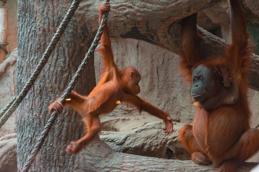 Baby Orangutan And Her Parent Playing Together