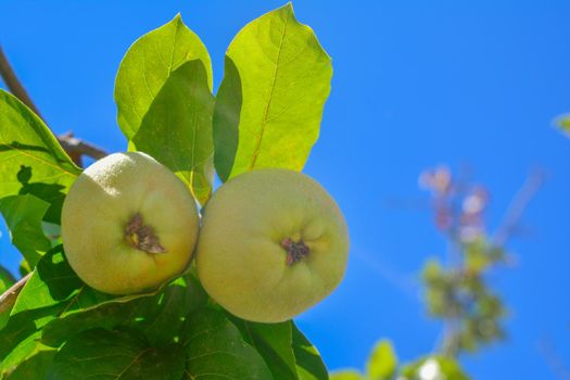 Quince fruit with leaves