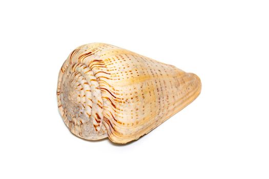 Image of cone shells on a white background. Sea shells. Undersea Animals.
