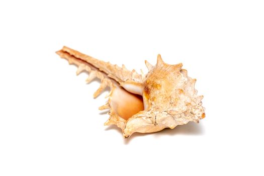 Image of thorn conch shell on a white background. Undersea Animals. Sea shells.