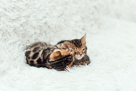 Two little bengal kittens on the white fury blanket