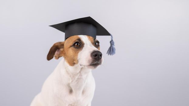Cute dog jack russell terrier in an academic cap on a white background. Copy space.