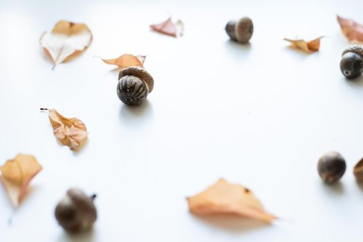 dry leaves, cones and acorns on a white background