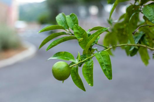 Unripe lemon fruit growing on a tree