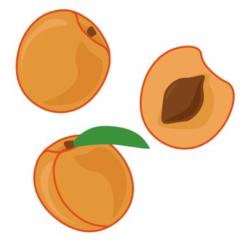 Apricot, whole and half, a juicy orange fruit with a hard bone