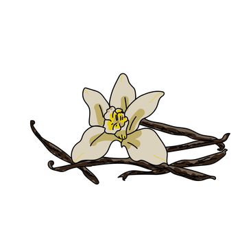 Vanilla flower vector hand draw illustration 