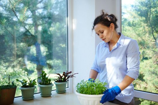 Beautiful housewife takes care of houseplants and culinary herbs cultivated in the veranda. Home gardening. Floriculture