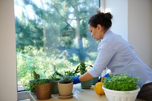 Multi-ethnic woman, housewife takes care of houseplants in the veranda of summer cottage. Household chores. Housekeeping