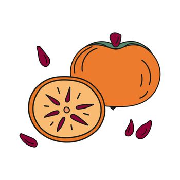 Vector illustration of persimmons whole and cut with pits in doodle style.