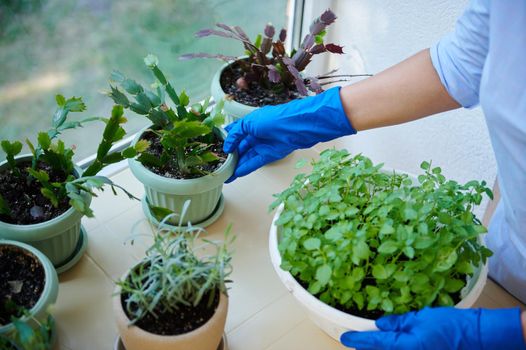 Gardening. Floriculture. Housekeeping. Household and domestic chores. Close-up housewife, maid takes care of houseplants