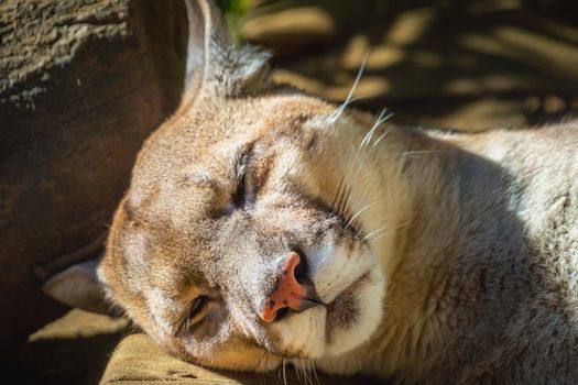 Panther, majestic feline sleeping in Pantanal, Brazil