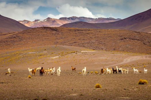 Group of Guanacos and llamas in the wild of Atacama Desert, Andes altiplano
