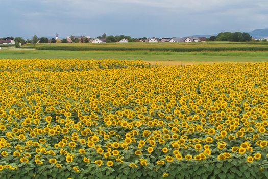 Wonderful panoramic view of field of sunflowers by summertime.
