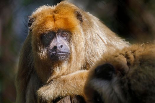 Monkey sit down looking with sad eyes, Pantanal, Brazil