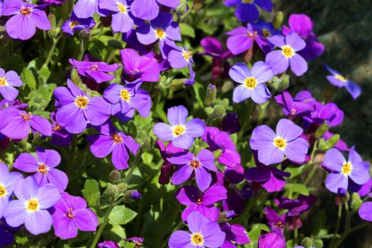 Beautiful perennial purple flowers bloom in a flower bed in the park.