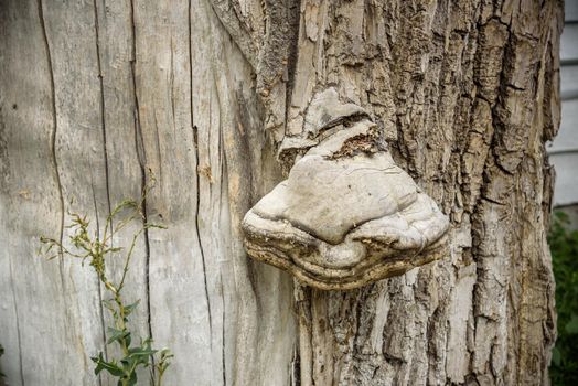 fungus is a parasite growing on a tree. the tree trunk is covered with tinder mushroom.