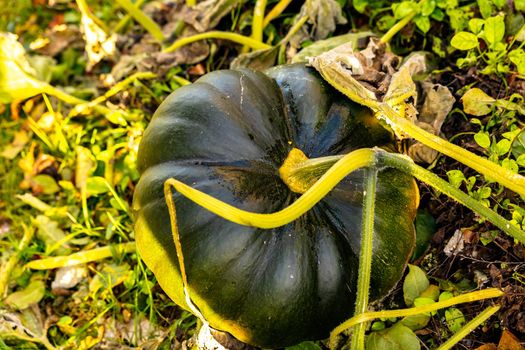 Butternut squash in the fall grown in an organic vegetable garden