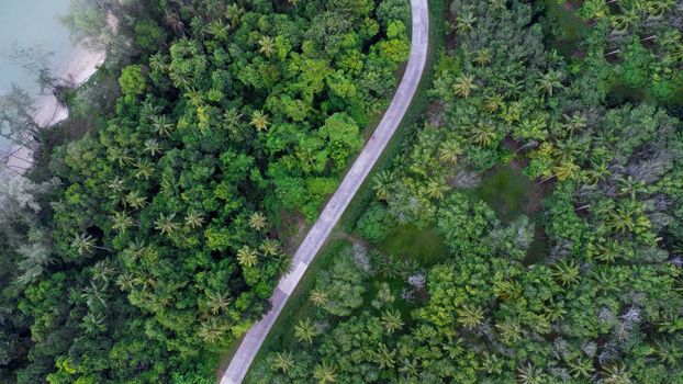 Aerial view of road and palm oil plantation in Krabi Thailand. Top view of the road that cuts through the middle of an oil palm plantation. Beautiful natural landscape background.