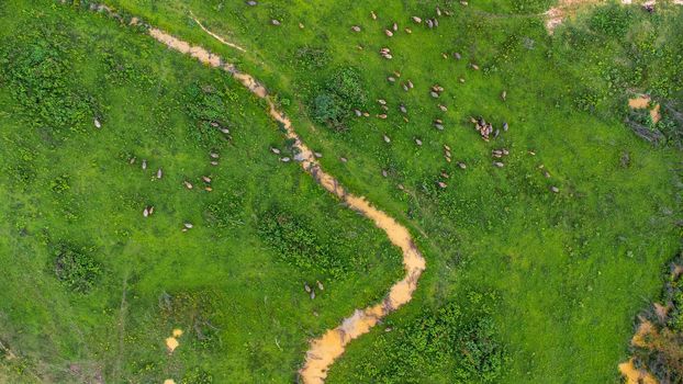 Aerial view of group of cows on a rural meadow in a bright morning. Beautiful green area of agricultural land or pasture in the rainy season of northern Thailand.