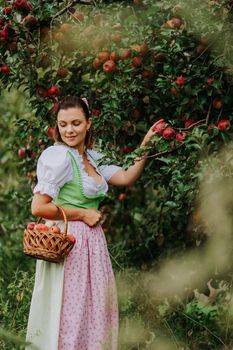 Beautiful woman picking up ripe red apple fruits in green garden. Girl in cute long peasant dress. Organic village lifestyle, agriculture, gardener occupation