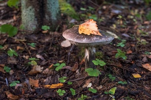 A closeup shot of a birch bolete fungus growing on a forest floor.Birch bolete mushroom in wildlife. Autumn mushrooms season.